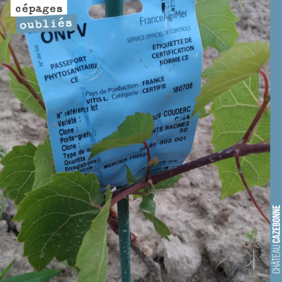 Cette année nous avons planté des porte-greffes directement dans les vignes. Cela va permettre un...