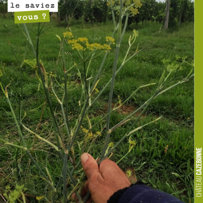 Connaissez vous le nom de cette plante ? Le fenouil sauvage.