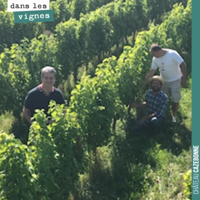 On a fait le tour des parcelles pour goûter l'avancement des raisins blancs. De fortes disparités...