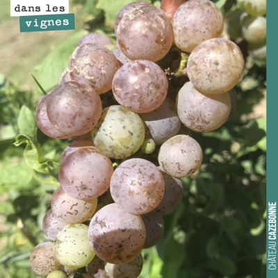 Le sauvignon gris se pare de ses plus belles couleurs. On vendange de manière imminente !