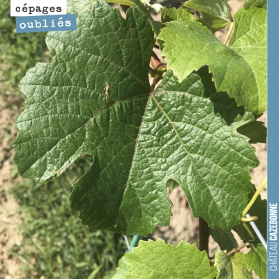 Le jurançon noir planté l'année dernière est en pleine forme. On devrait récolter quelques grappe...