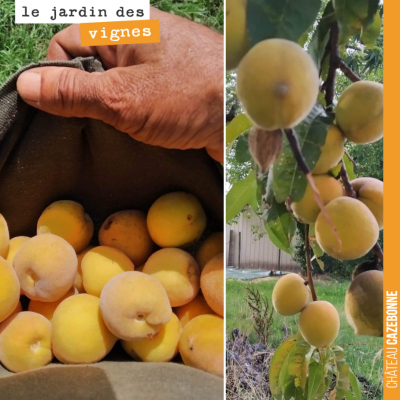 Récolte des dernières pêches à Cazebonne. Elles sont très goûteuses et vont finir en confiture !