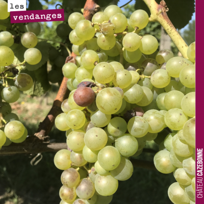 Pas de journée sans vendanger pour la semaine à venir. 9 hectares de blancs à rentrer au total. O...