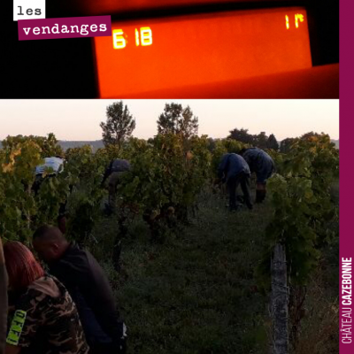 Il faisait frais ce matin et on a attaqué tôt. D'excellentes conditions pour récolter des grappes...