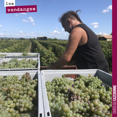 On a vendangé à la main vendredi , notre parcelle de sauvignon de Peyron. Près de 400 caisses ram...