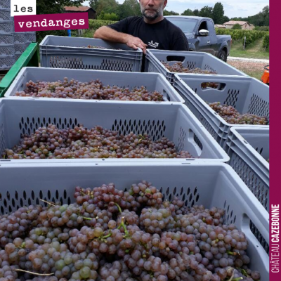 Les sauvignons gris récoltés étaient magnifiques cette année, sur notre parcelle surgreffée de mé...