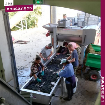 Pendant les vendanges, le tri est une étape essentielle. Il permet d'éliminer les feuilles, pétio...