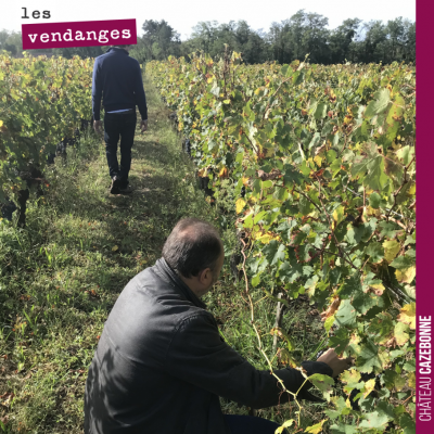 On a fait le tour hier avec David et Nicolas des parcelles pour goûter les raisins et décider des...