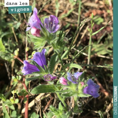 De jolies fleurs dans les rangs de vignes. Quelqu'un connait-il son nom ?