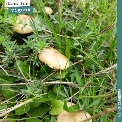 Les champignons sont de sortie. Cela veut dire que le botrytis n'est pas loin. Mais que l'on va a...