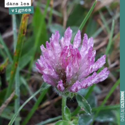 Fleur de trèfles. Souvenirs d'enfance, où j'adorais sucer les tiges une par une, pour savourer ce...