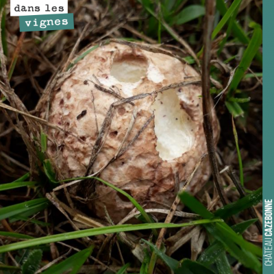 Les champignons sont de sortie. On surveille le botrytis dans nos parcelles qui peut nous faire p...