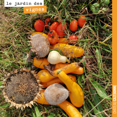 Derniers légumes récoltés au Jardin des vignes. Clap de fin. Triste.