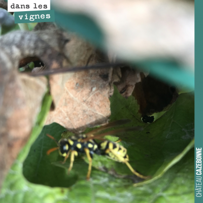 La guêpe se repose au soleil, sur une feuille de vigne, certainement repue du jus des derniers ra...