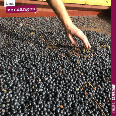 Retour sur les vendanges avec cette main pleine d'espoir sur le potentiel de cette récolte. Ici, ...