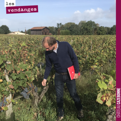 Nicolas, notre œnologue goûte les raisins pour déterminer la date des vendanges, parcelle par par...