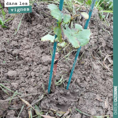 Les sols ont bien absorbés les 140mm de pluie depuis deux semaines. Ce pot de cabernet franc va s...