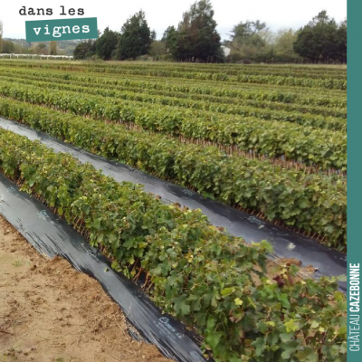 Visite de la pépinière Bouges. 46 plants au mètre linéaire. Nos plants racinés attendent d'être a...