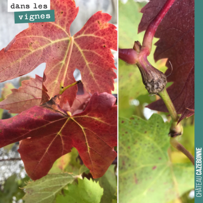 On n'est pas toujours tranquille quand on voit des feuilles rouges sur la vigne, notamment au cou...