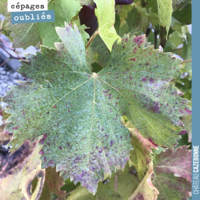 Une feuille de Fer Servadou, photographiée à Marcillac. Le Fer, appelé ici la Hère, était relativ...