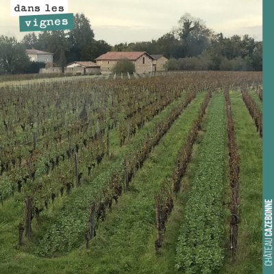 La vue de nos vignes depuis notre bureau. On voit bien les semis de couverts végétaux, un rang su...