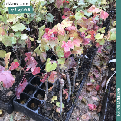 Les plants de vignes attendent sagement des conditions météo plus favorables, pour pouvoir être c...