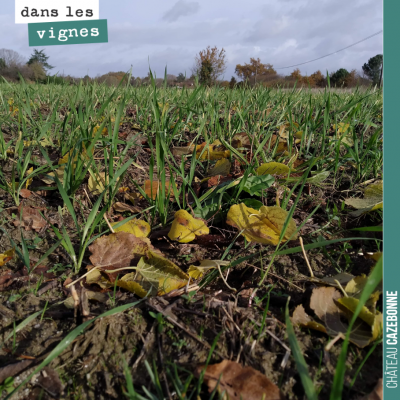 Nos semis de blés anciens ont été un succès. On a semé à temps, avant les pluies. Ces parcelles s...