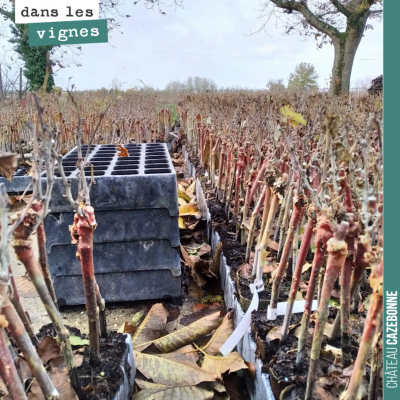 Nos plants de cépages oubliés attendent patiemment que l'on puisse de nouveau rentrer dans les so...