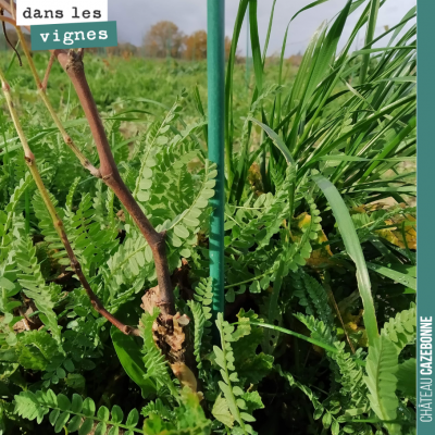 Nos plantations de 2019 sont en réussite avec très peu de mortalité. Mais on va avoir du travail ...