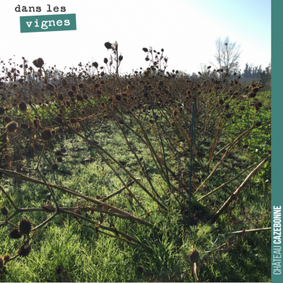 Triste spectacle que ce champ de datura au milieu de notre plantation de cépages oubliés (du bouc...