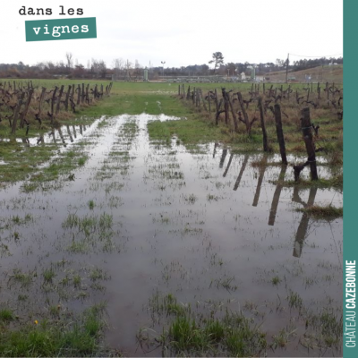 Et oui, notre parcelle des cousines est sous l'eau. Au moins, on ne sera pas embêté par le phyllo...