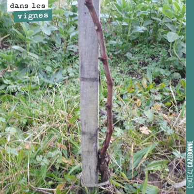 Taille d'une jeune plante, dans nos vignes.