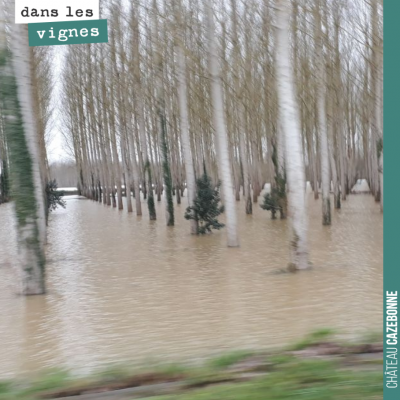 Étonnant paysage que ces peupliers en bord de Garonne.