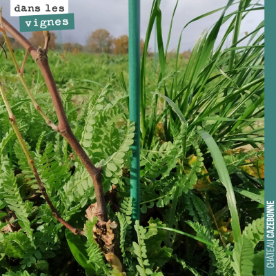 On va avoir un peu de travail sur les plantations de l'année dernière, mais la plantation a bien ...