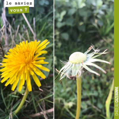 Vie et mort d'une fleur de pissenlit, au cœur de l'hiver.