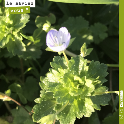 Petites fleurs violettes dans les vignes. Quelqu'un connaît le nom de cette plante ?