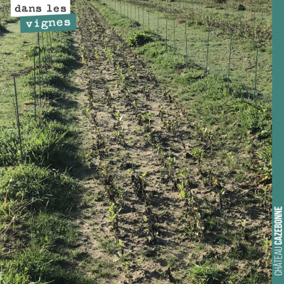 Sur cette partie de la plantation, l'eau s'est accumulée après les pluies. Les fèveroles ont dépé...