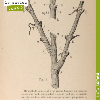 Dans son ouvrage 'D'une cause de dépérissement de la vigne et des moyens d'y porter remède (1887)...