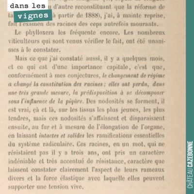 R. Demeizeris constate en 1888 que la résistance de la vigne au phylloxéra est améliorée si la ta...