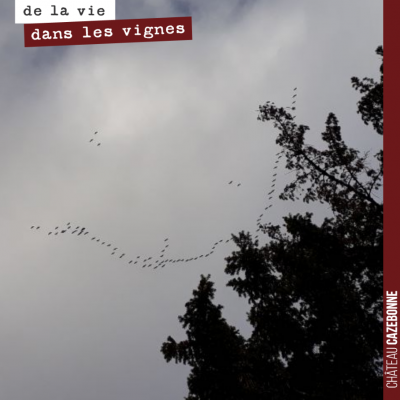 Les grues redescendent comme si l'hiver était déjà terminé. Jamais un très bon signe, si tôt sans...