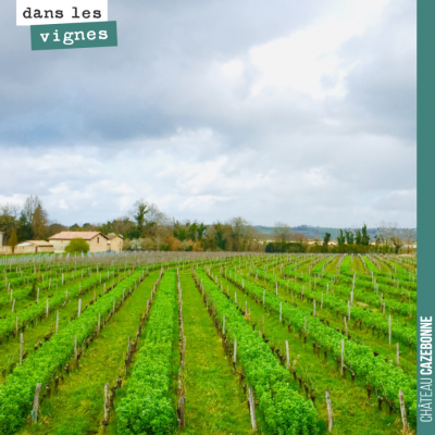 Vu magnifique sur les vignes et nos couverts végétaux depuis le bureau. La vigne ne va pas manque...