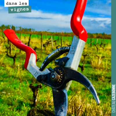 Le sécateur est bien guilleret dans les vignes aujourd'hui. La taille touche presque à sa fin !