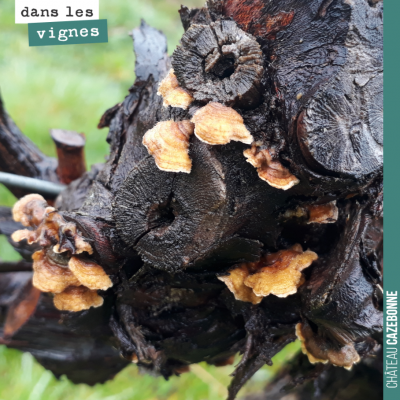 Champignons sur les bois morts de ce vieux pied de vigne. Il faudra que l'on repasse nettoyer ce ...