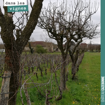 Quelques fruitiers au milieu des vignes de Mounissens, agroforesterie avant l'heure ! Parce que l...