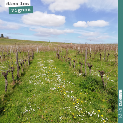 Fin de la taille sur les sémillons sur les vignes de Mounissens (le domaine de David).