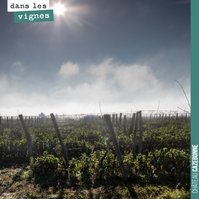 Photo de Antonin Bonnet dans nos vignes pour le site Viamo.fr