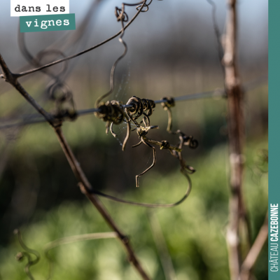 Photo de Antonin Bonnet dans nos vignes.