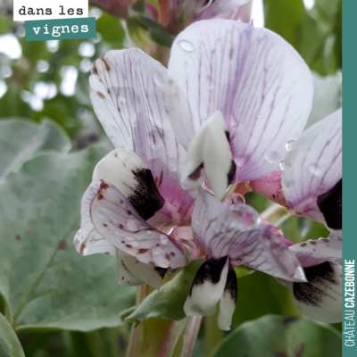 Jolies fleurs de fèveroles. On va les rouler dans les prochains jours pour former un paillis et r...