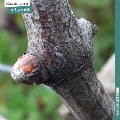 Nos bourgeons gonflent, mais les feuilles ne sortent pas encore. Toujours cela de pris... on n'es...