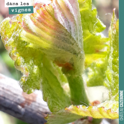 La vigne ne demande qu'à vivre. On scrute la météo. La pluie et la neige amène son lot d'humidité...